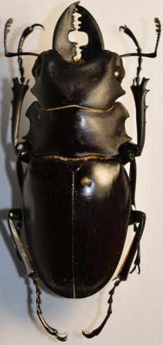 Réf. 247 249 : Odontolabis alces